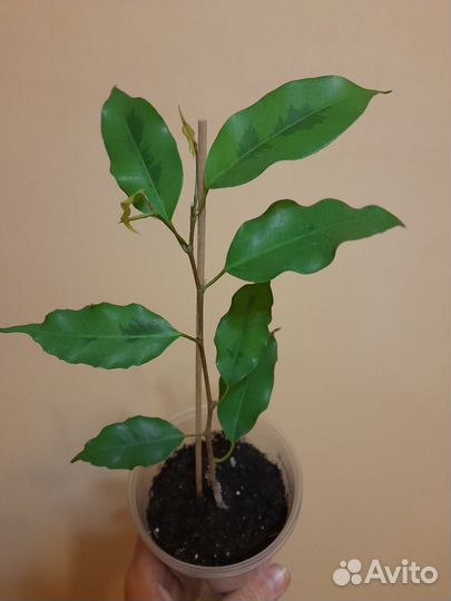 Фикус Голден Моник