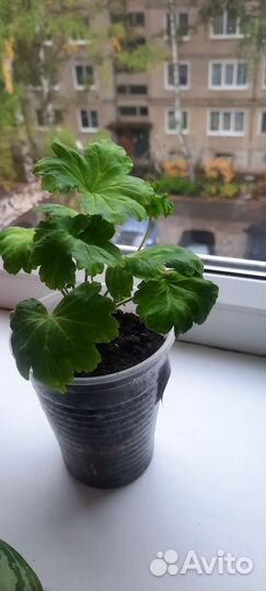 Пеларгония Леона Галактика