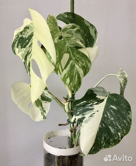 Монстера альба