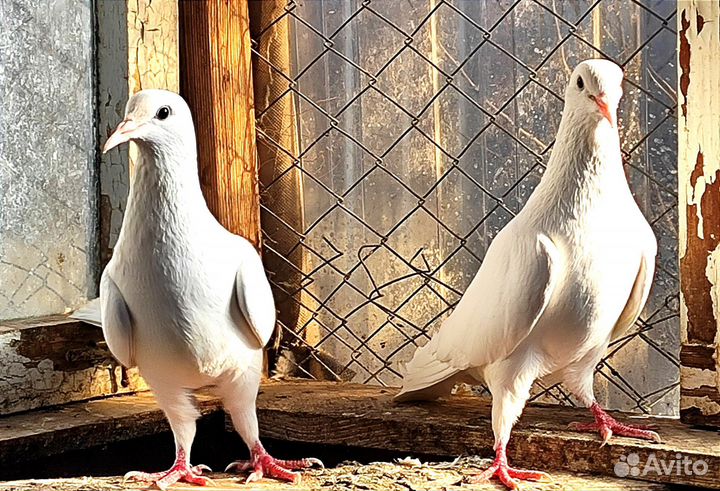 Голуби