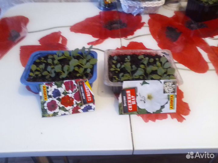 Продам цветы