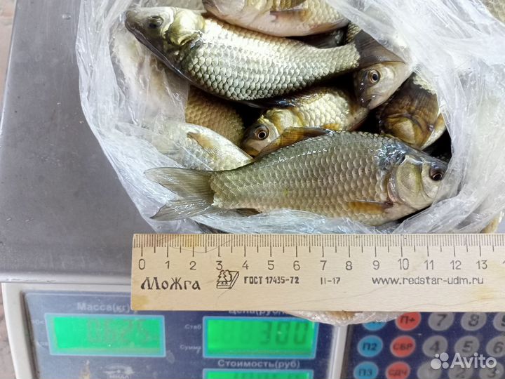 Живец карась