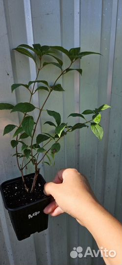 Гортензия метельчатая саженцы