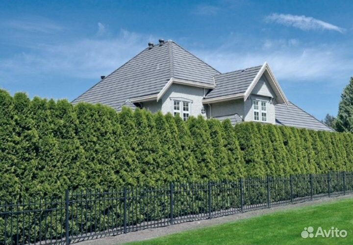 Туя для изгороди / восточная