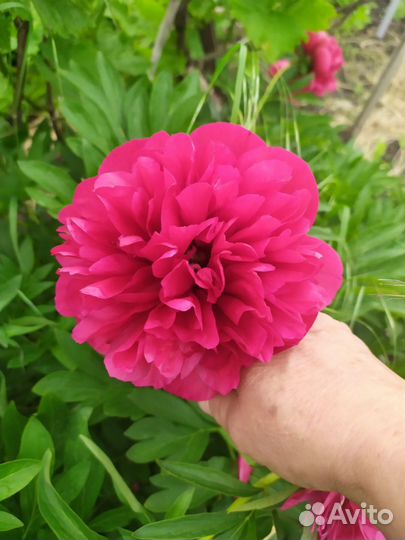 Пионы, Купена, Очиттк Моргана, Вейгела