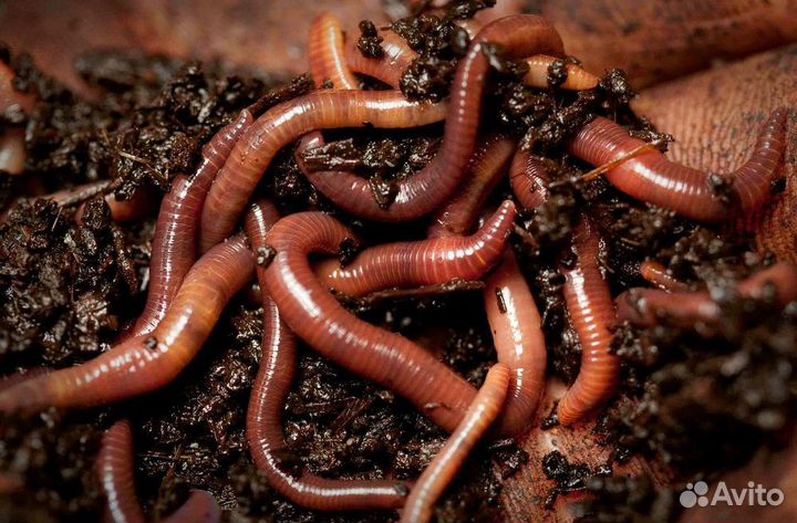 Дождевые черви