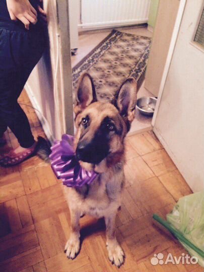 Передержка собак И кошек