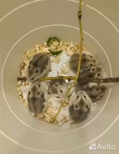 Джунгарский хомяк