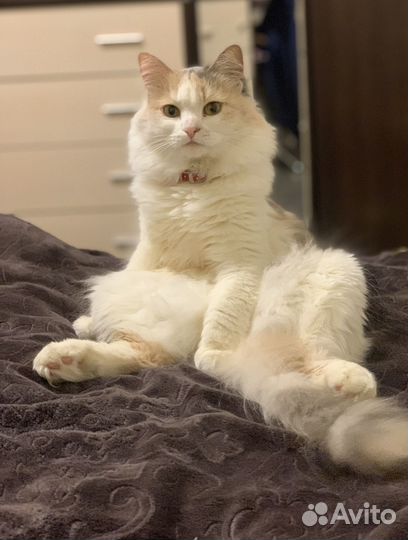 Кошка на вязку