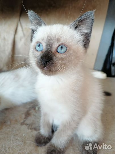 Кошечки две бесплатно в добрые руки