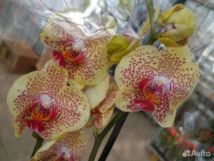 Орхидеи (биглипы), Мини