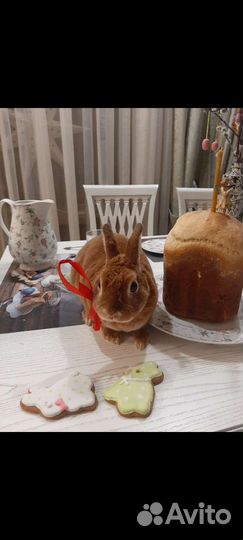 Кролик для фотосессии