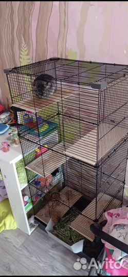 Шиншила с клеткой