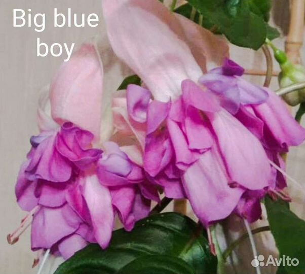 Фуксии сортовые, махровые. Укор.черенки