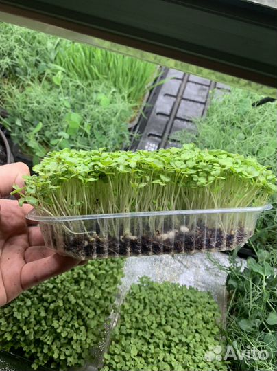 Микрозелень