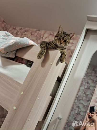 Кот