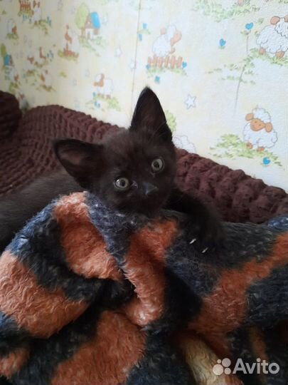 Котики бесплатно