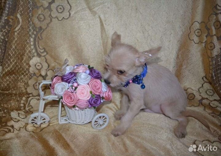 Красавчик чорка