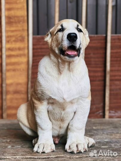 Щенок гигант