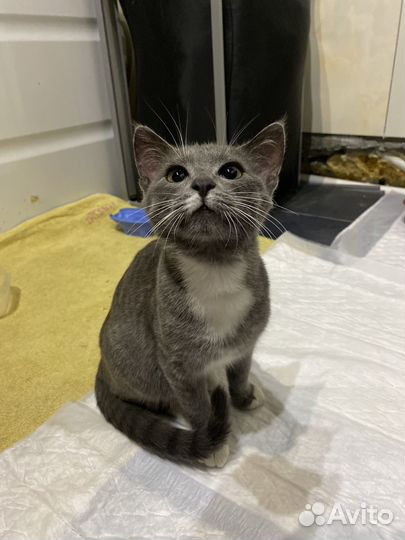 Котенок в добрые руки