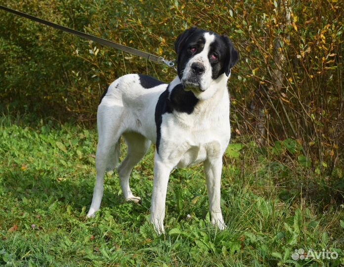 Алабай в дар