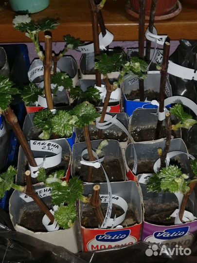 Виноград укорененные саженцы