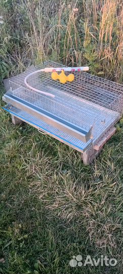 Клетки для перепелов бу