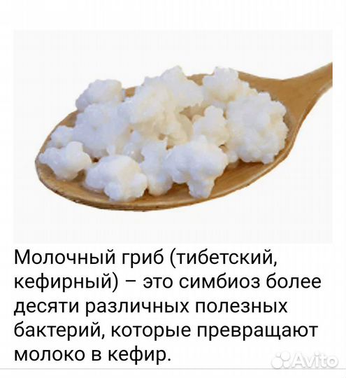 Кефирный (тибетский молочный )гриб