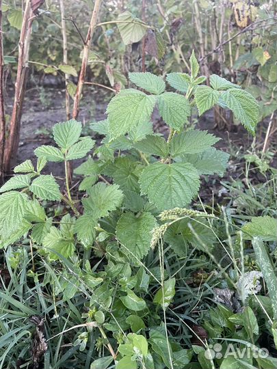 Саженцы Малины Пшехиба