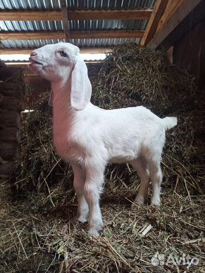 Коза нубийская