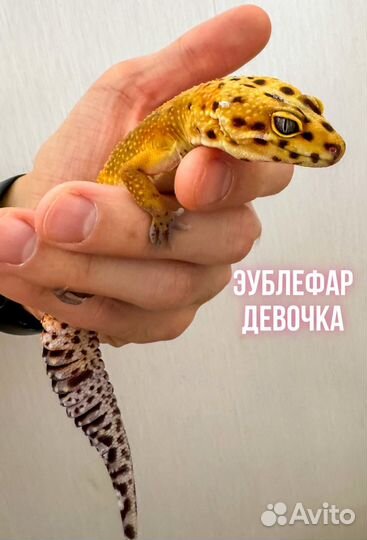 Эублефар (гекконы: мальчик и девочка)
