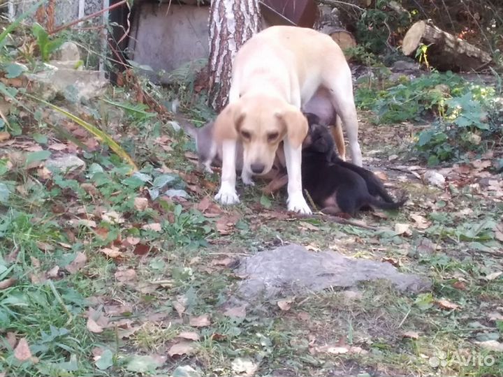 Щенки в добрые руки