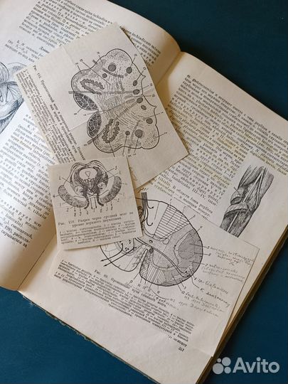 Учебник анатомии человека 1953 медгиз