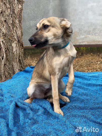 Щенки подростки разномастные