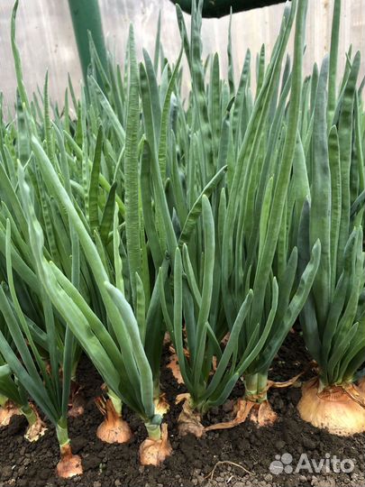 Лук зеленый