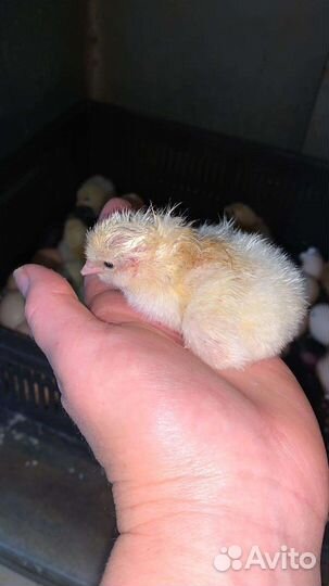 Цыплята бройлеры