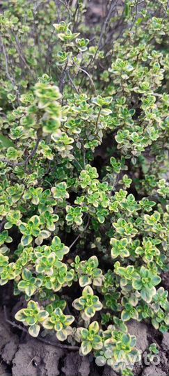 Тимьян, лук многоярусный