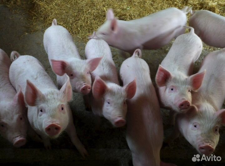 Продаю поросят