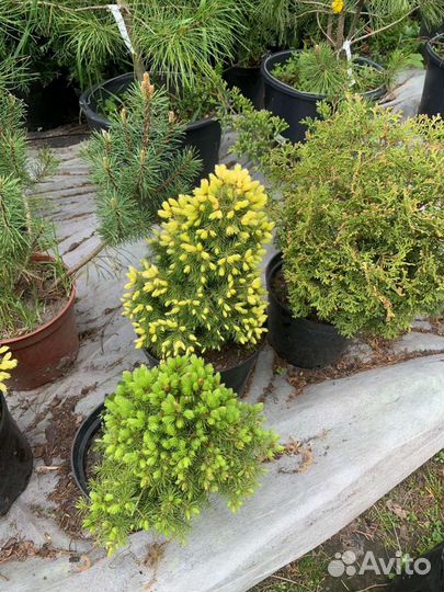 Туя Смарагд ель можевельник