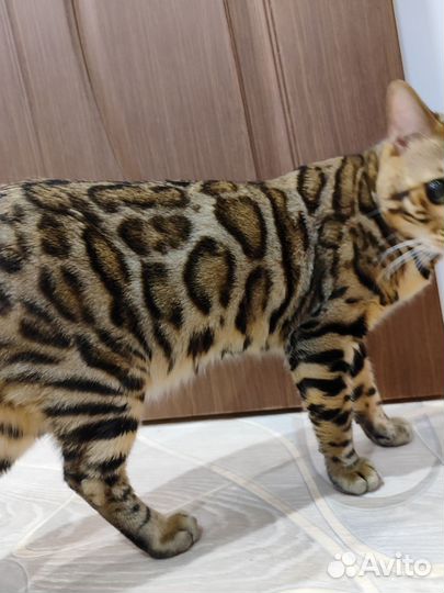 Бенгальские коты вязка
