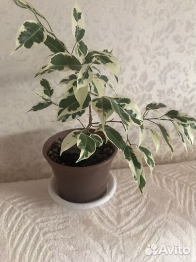 Фикус бенджамина