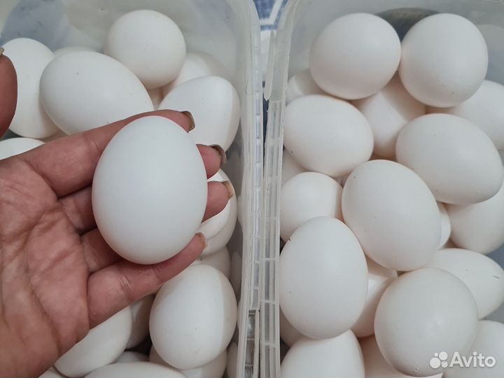 Домашние куриные яйца