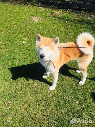 Акита ину вязка