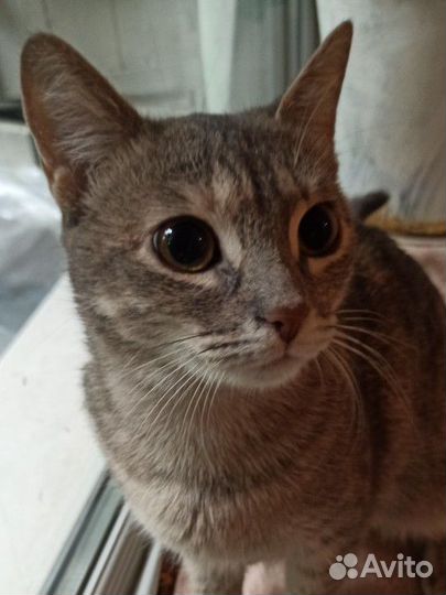 Кошка Мишель