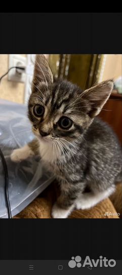 Кошка