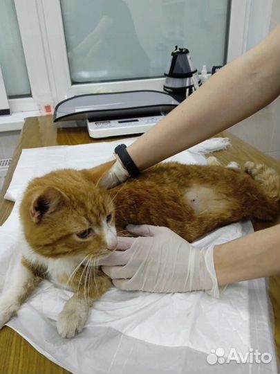 В кота стреляли