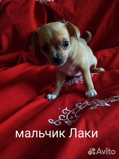 Собака чихуахуа