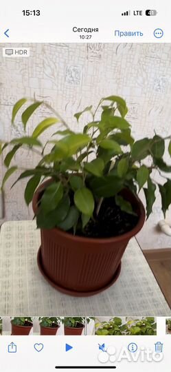 Фикус бенджамина