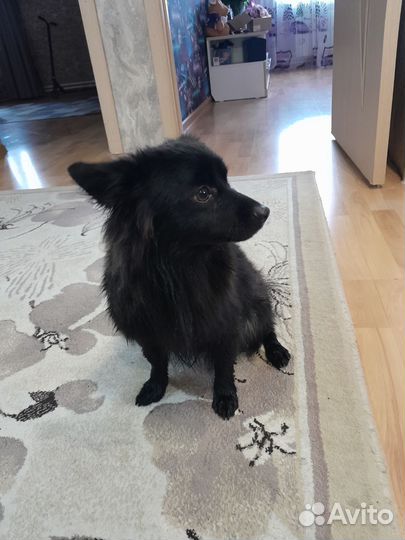 Маленькая собака в добрые руки бесплатно