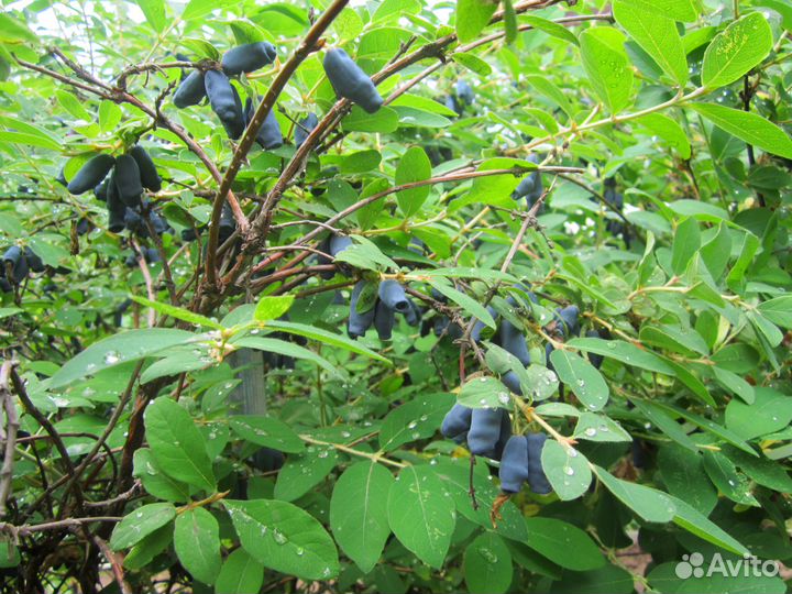 Жимолость съедобная крупноплодная (саженцы)